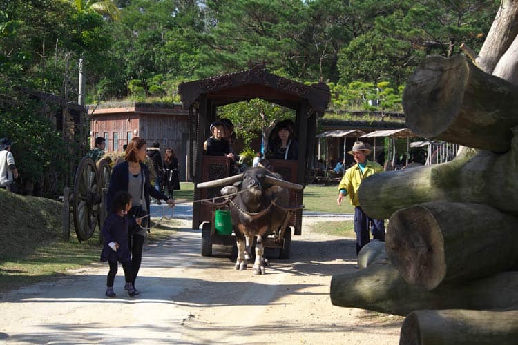 Water buffalo. Photo by Okinawa Convention＆Visitors Bureau