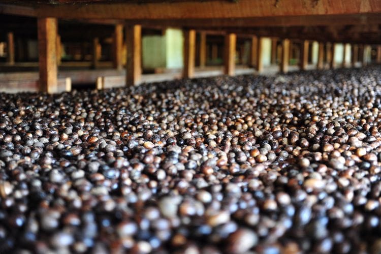 Processing nutmeg