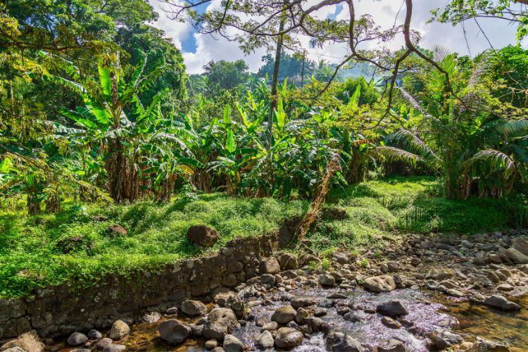 palm trees and lush vegetation in Grenada