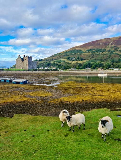 Lochranza Castle with sheep in front