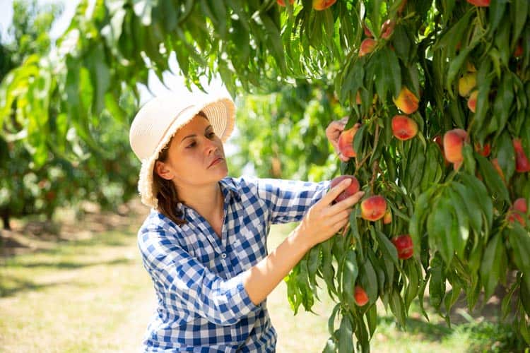 Visitors to Georgia may enjoy fresh-from-the-tree peaches. Photo by Lakov Filimonov/Dreamstime.com