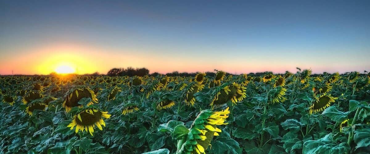 State Nicknames, Kansas Sunflowers. Photo by Lane Pearman/Flickr