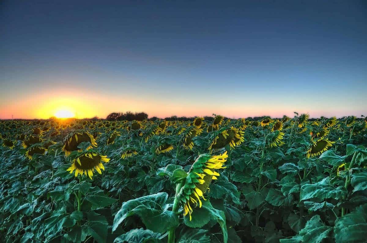 State Nicknames, Kansas Sunflowers. Photo by Lane Pearman/Flickr