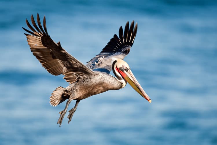 Countless brown pelicans greet visitors to Louisiana, giving the state the nickname the Pelican State. Photo by Rinus Baak/Dreamstime.com 