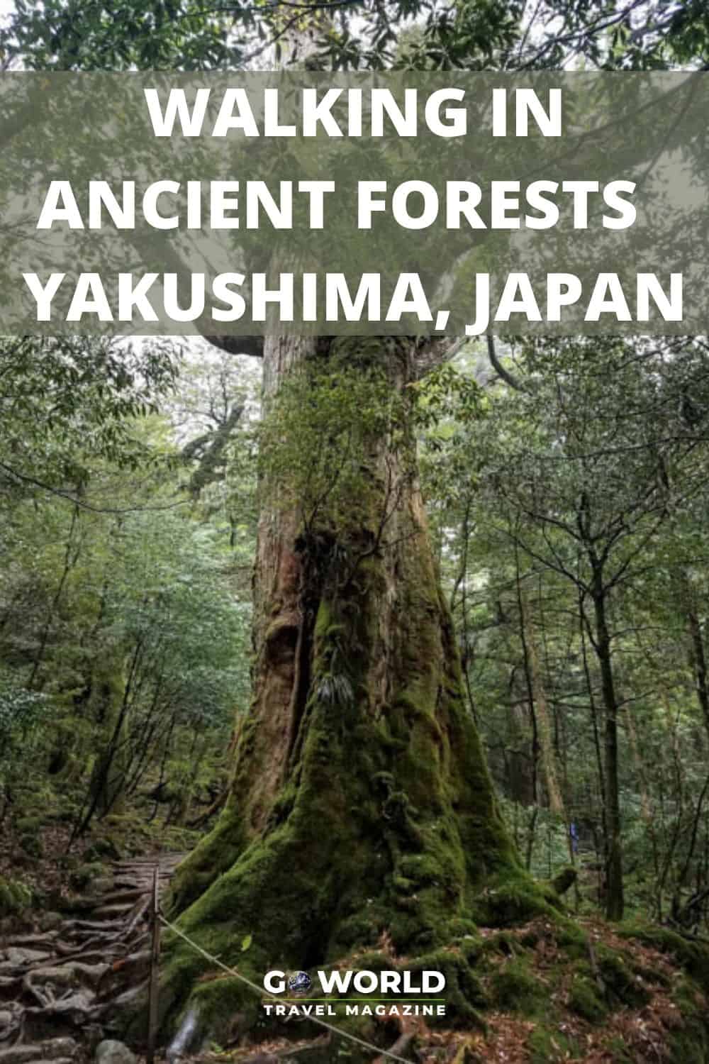 Yakushima Island in Japan offers an opportunity to experience the healing and reawakening magic of nature by hiking through ancient forest. #travelinjapan #hikingjapan