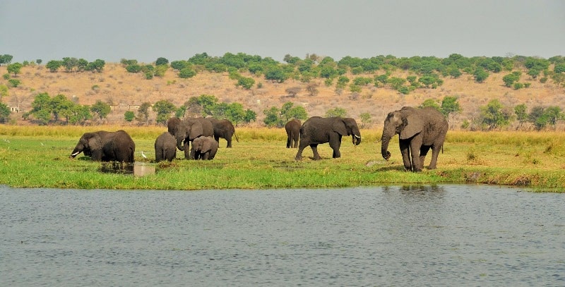 Elephants on the Chobe floodplain. Photograph courtesy of Cresta Mowana.