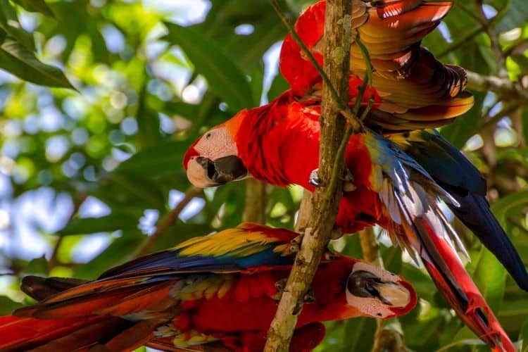 Costa Rica Macaws