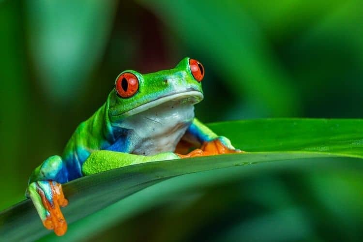 Costa Rica frog 