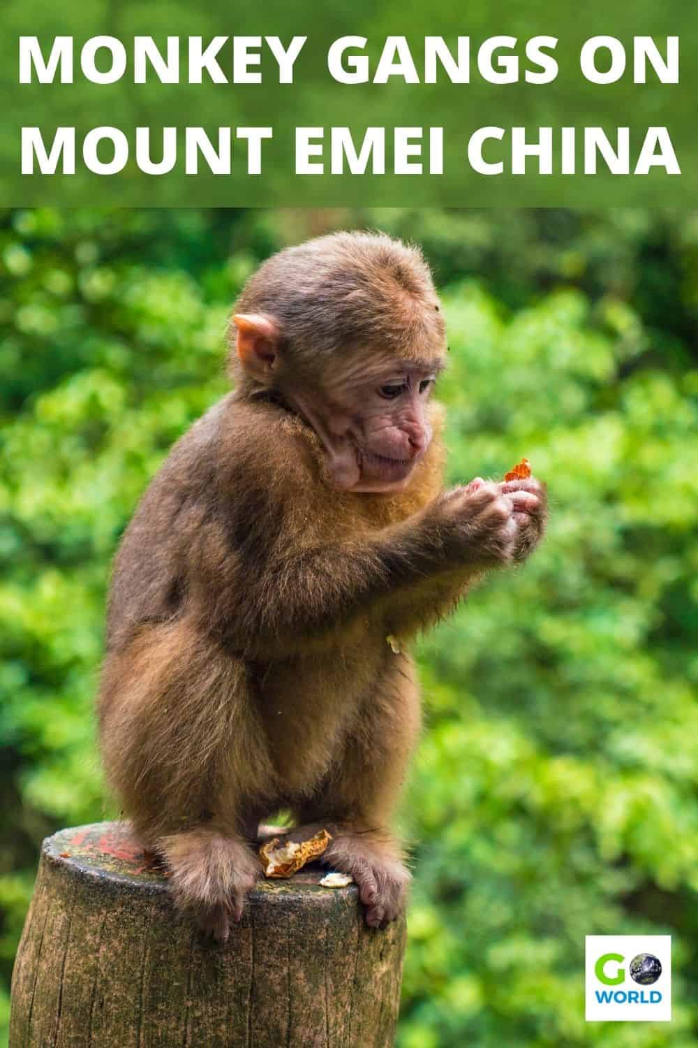 Mount Emei is one of China's sacred Buddhist Mountains. It's a beautiful but challenging climb with a risk of meeting terrible monkey gangs. #china #mountemei #monkeysin china