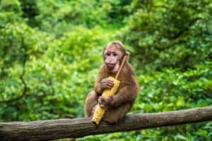 Getting Mugged by Monkeys on Mount Emei: One of China’s Holiest Mountains