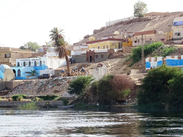 Camels arriving at the village