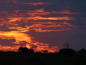 Chobe, Botswana- Picture Perfect Safaris