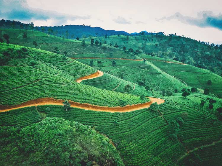 Sri Lanka Tea Plantations