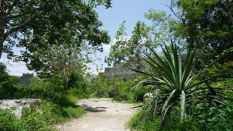 A trail at the Dzibilchaltun architectural site in the Yucatan, Mexico. Photo by Lily Young