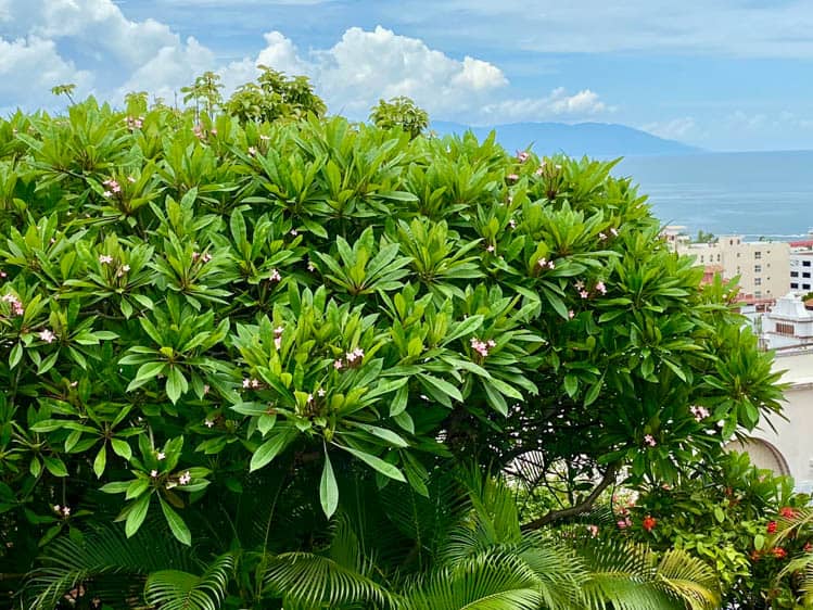 Hacienda San Angel Franjipani