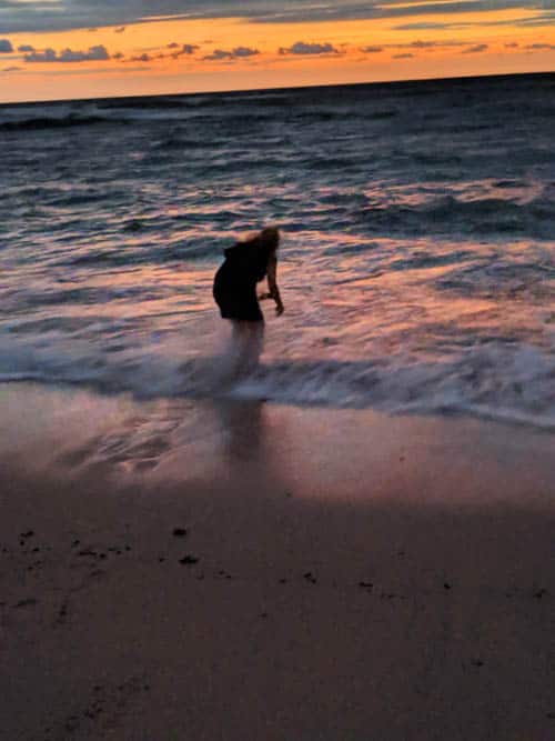 Mexico Baby Sea Turtles 