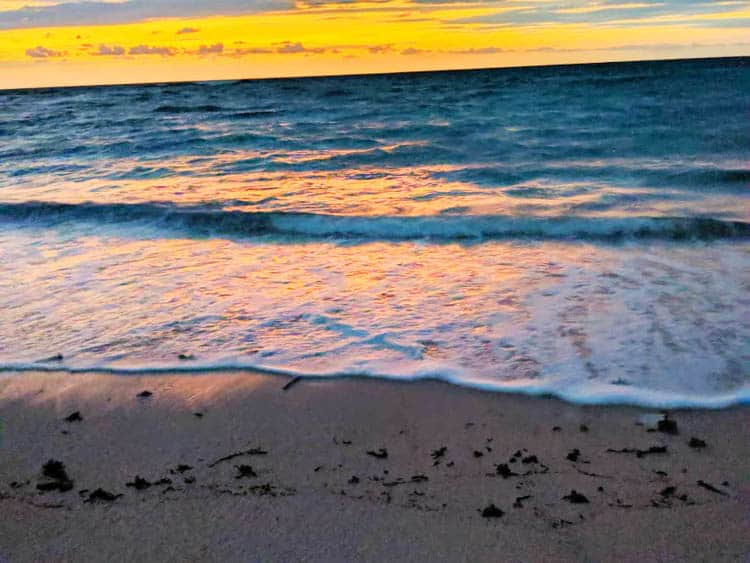 Mexico Baby Sea Turtles 