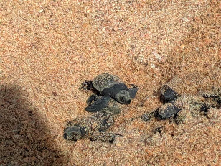 Newly hatched turtles escaping the nest