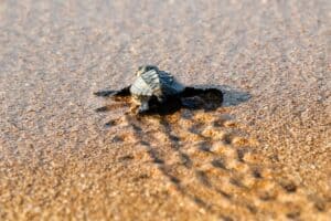 Baby Sea Turtle Release in Mexico: A Meaningful Experience