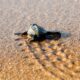 Baby sea turtles