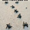 Baby sea turtles