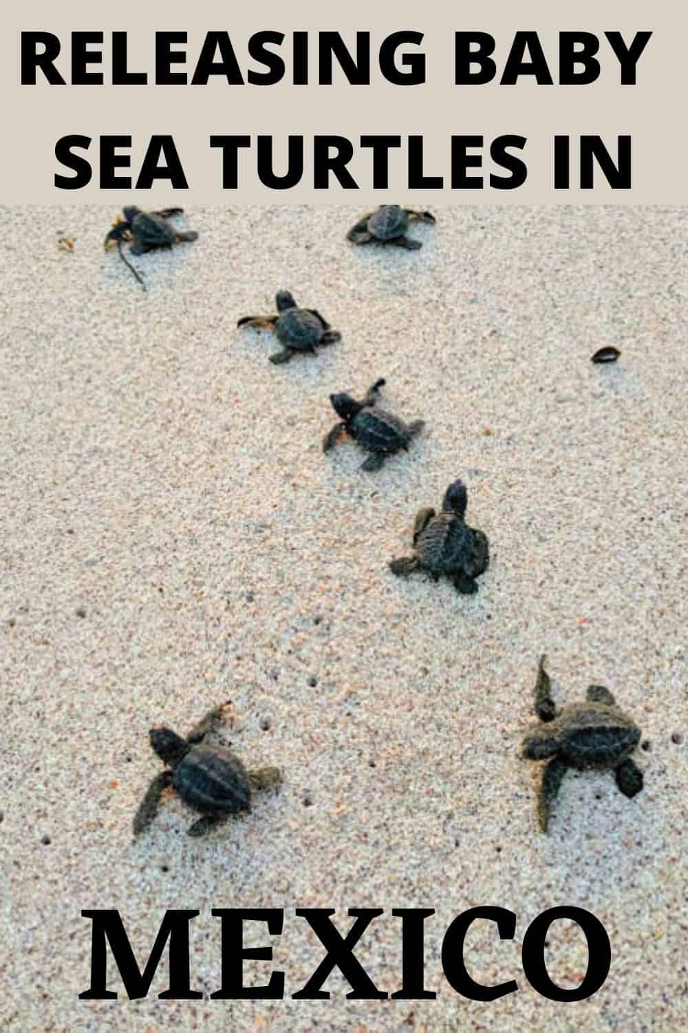 In Riviera Nayarit, Mexico you can help the turtle sanctuaries with their work of protecting and releasing endangered baby sea turtles. #babyseaturtles #mexicoturtles
