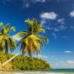 Palm Trees On Beach