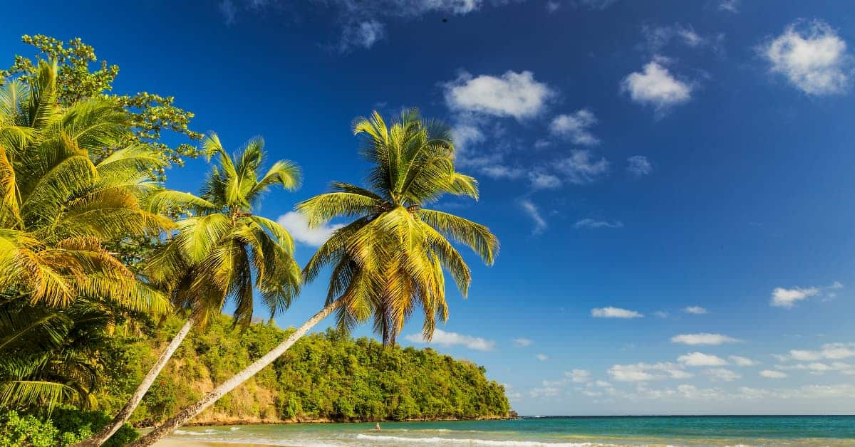 Palm Trees On Beach