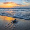 Sea turtle hatchling entering the ocean. Photo by Andre Johnson via iStock