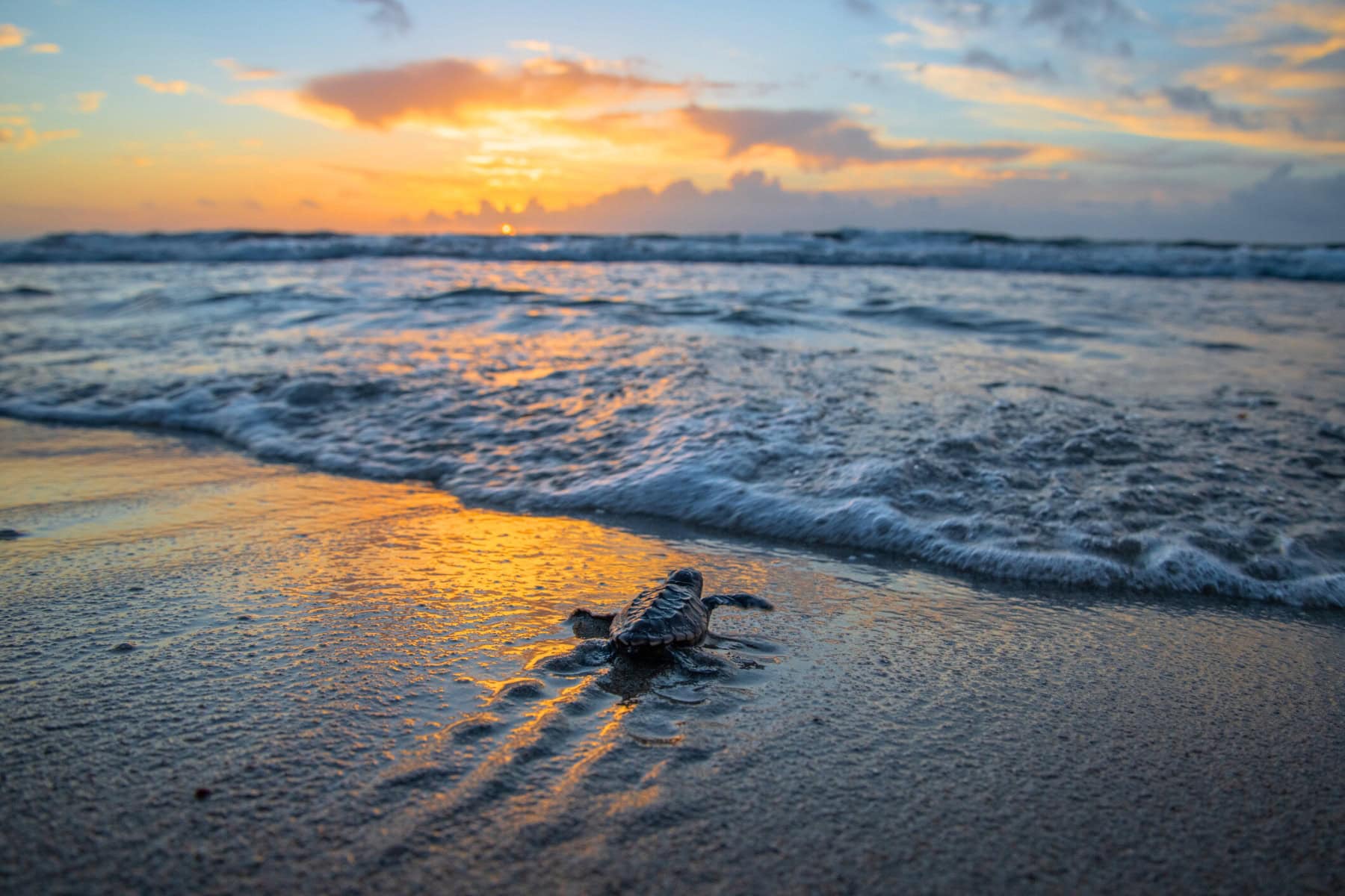 Baby Sea Turtle Release in Mexico: A Meaningful Experience