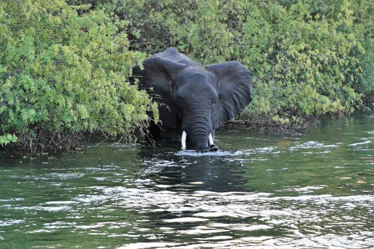 Elephant in Zambezi River