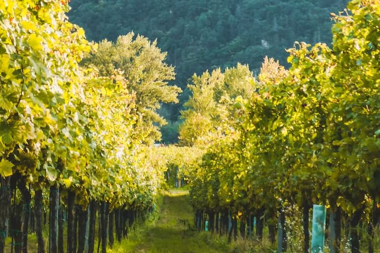 Wachau Vineyard. Photo by Amy Aed