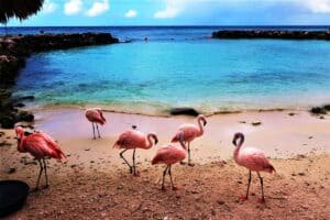 De Palm Island, Aruba: A Reservoir of Riches Above and Below Water