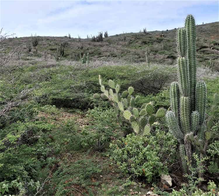 Away from its magnificent beaches, Aruba has a dry desert-like setting. Photo by Victor Block