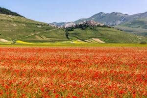 The Flowering of Castelluccio di Norcia: Quintessential Umbria in Full Bloom