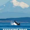 Kayaking with Orcas