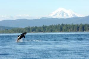Kayaking with Orcas Near Orcas Island, Washington: An Unexpected Adventure