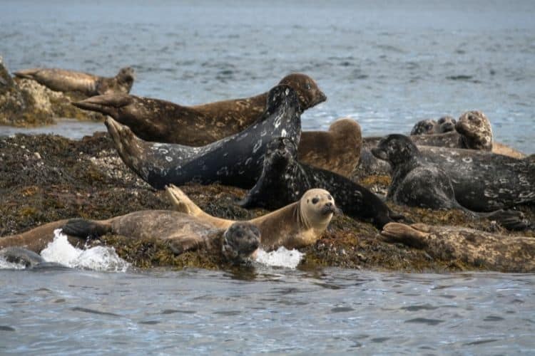 Orcas Island seals