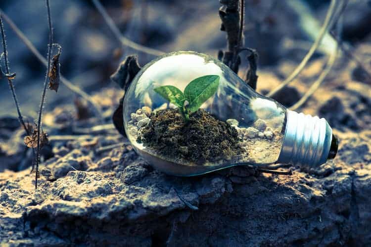 Plant growing in lightbulb. Photo by Singkham