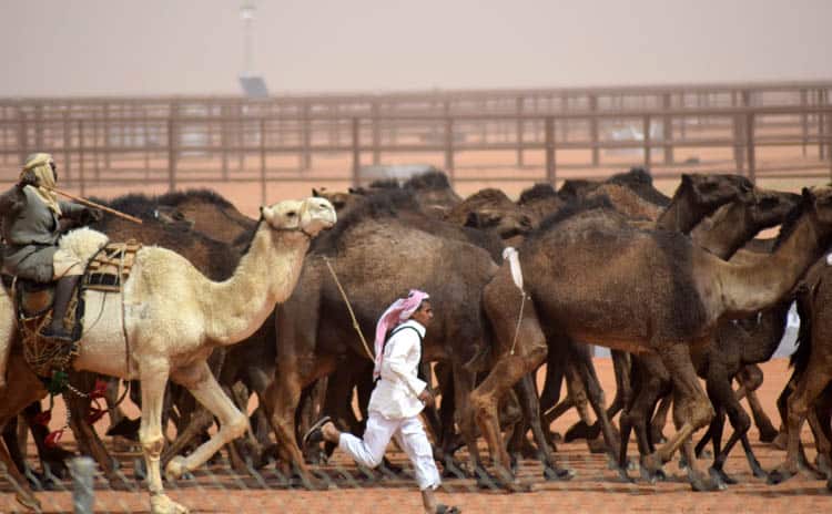 King Abdulaziz Camel Festival, Rumah