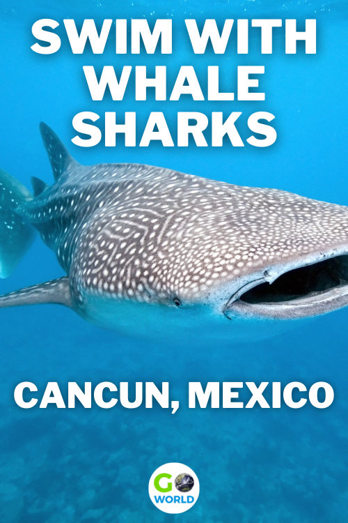From May through September, whale sharks frequent the waters near Cancun, Mexico. Here's how you can experience them up close. 