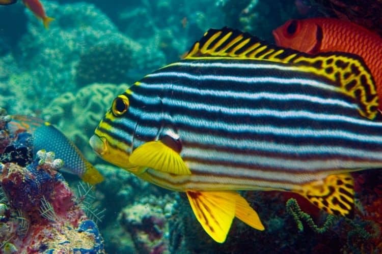 Colorful reef fish 