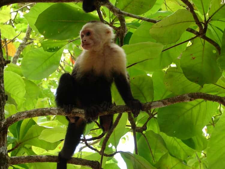 Capuchin monkey. Photo by John M. Smith