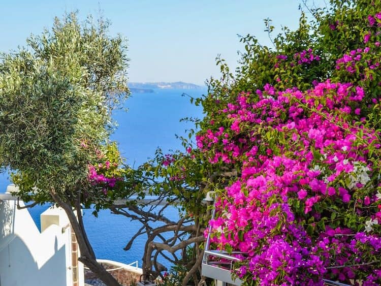 Flowers in Santorini. Photo by Gotta Be Worth It