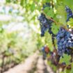 Bordeaux grapes ripening on the vine, ready for harvest season. Photo by Jill Wellington