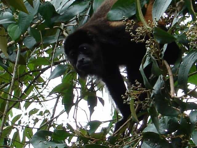 Howler monkey. Photo by John M. Smith