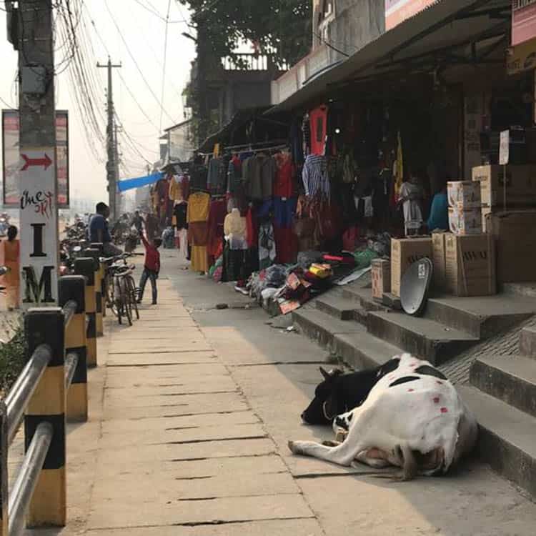 Cow on the sidewalk