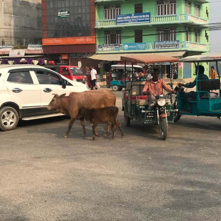 Kohalpur Nepal Cows in the road