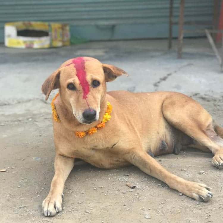 Street dog decorated for Tihar