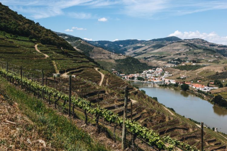 Steep vineyards in the Duoro Valley